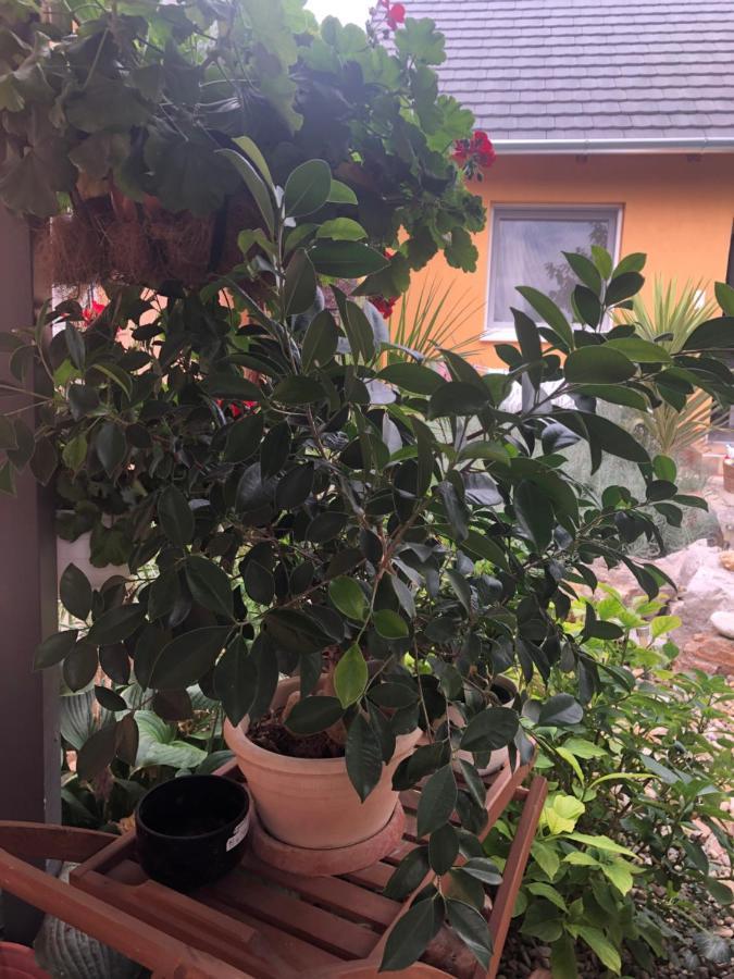 Dalia Apartman Gyoemro Eksteriør bilde